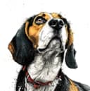 Buddy the Beagle
